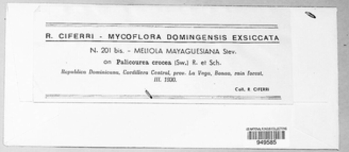 Meliola mayaguesiana image